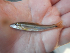 Phenacobius mirabilis