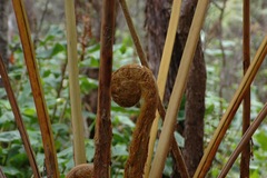 Cibotium glaucum