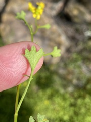 Cineraria saxifraga