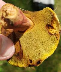 Boletus pinophilus