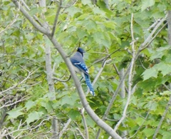 Cyanocitta cristata image