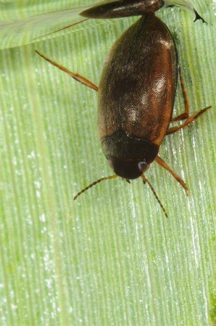 Hydroporus pubescens