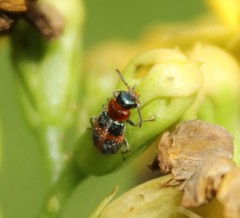 Collops quadrimaculatus