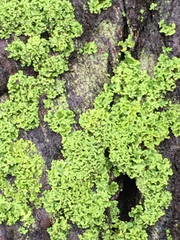 Chrysothrix granulosa