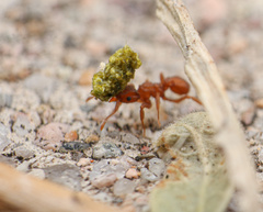 Cyphomyrmex wheeleri