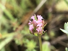 Plectritis congesta