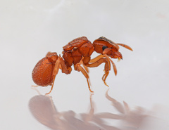 Cyphomyrmex wheeleri