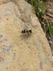 Hoplomutilla insignis