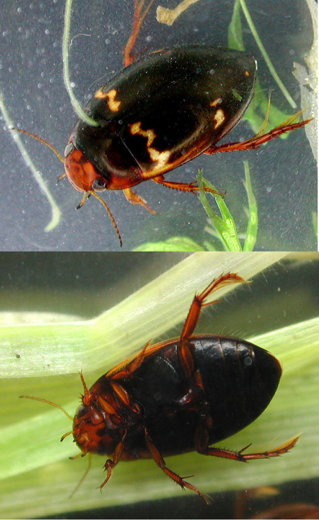 Agabus undulatus