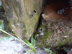 Hoplomutilla insignis