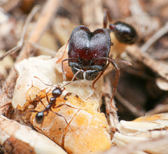 Pheidole rhea