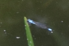 Enallagma geminatum