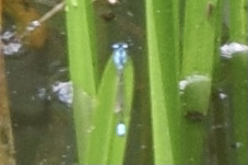 Enallagma geminatum