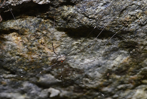 Leiobunum limbatum, 10080 Fondo TO, Italia, photo 10 of 10