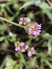 Plectritis congesta
