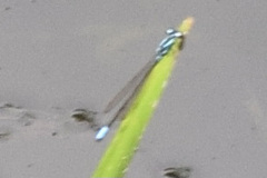Enallagma geminatum