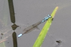 Enallagma geminatum