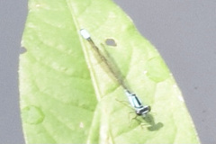 Enallagma geminatum