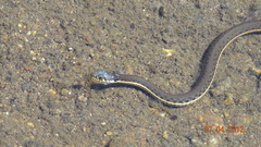 Thamnophis hammondii