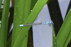 Enallagma geminatum