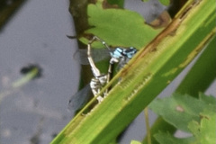 Enallagma geminatum