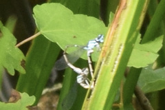 Enallagma geminatum