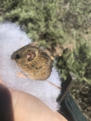 Peromyscus fraterculus