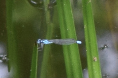 Enallagma geminatum