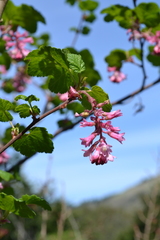Ribes sanguineum glutinosum