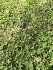 Muscari neglectum