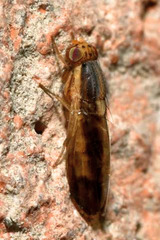 Peplomyza intermedia