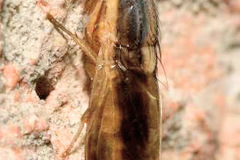 Peplomyza intermedia