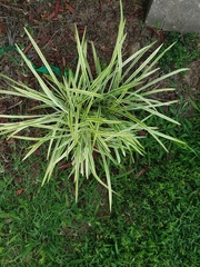 Ophiopogon jaburan