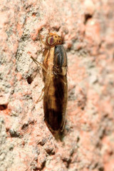Peplomyza intermedia