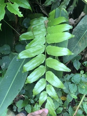 Meniscium reticulatum