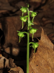 Pyrola americana