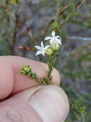 Euchaetis