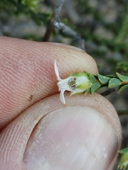 Euchaetis