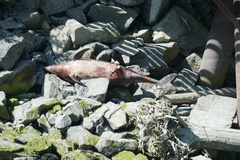 Phocoena