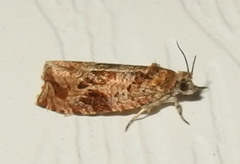Olethreutes permundana