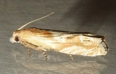 Eucosma olivaceana