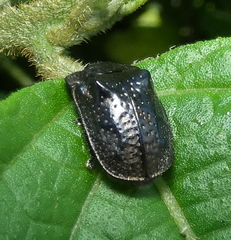 Chlamydocassis bicornuta