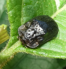 Chlamydocassis bicornuta