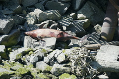 Phocoena