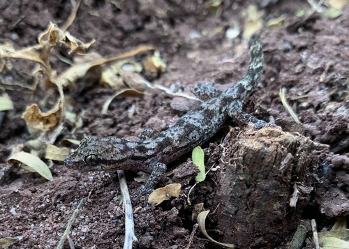 Chatham Leaf-toed Gecko, Phyllodactylus leei