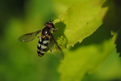 Megasyrphus laxus image