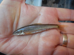 Phenacobius mirabilis