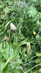 Centaurea cheiranthifolia