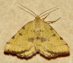Macaria amboflava