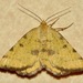 Macaria amboflava - Photo (c) Mark A. Brogie, some rights reserved (CC BY-NC), uploaded by Mark A. Brogie